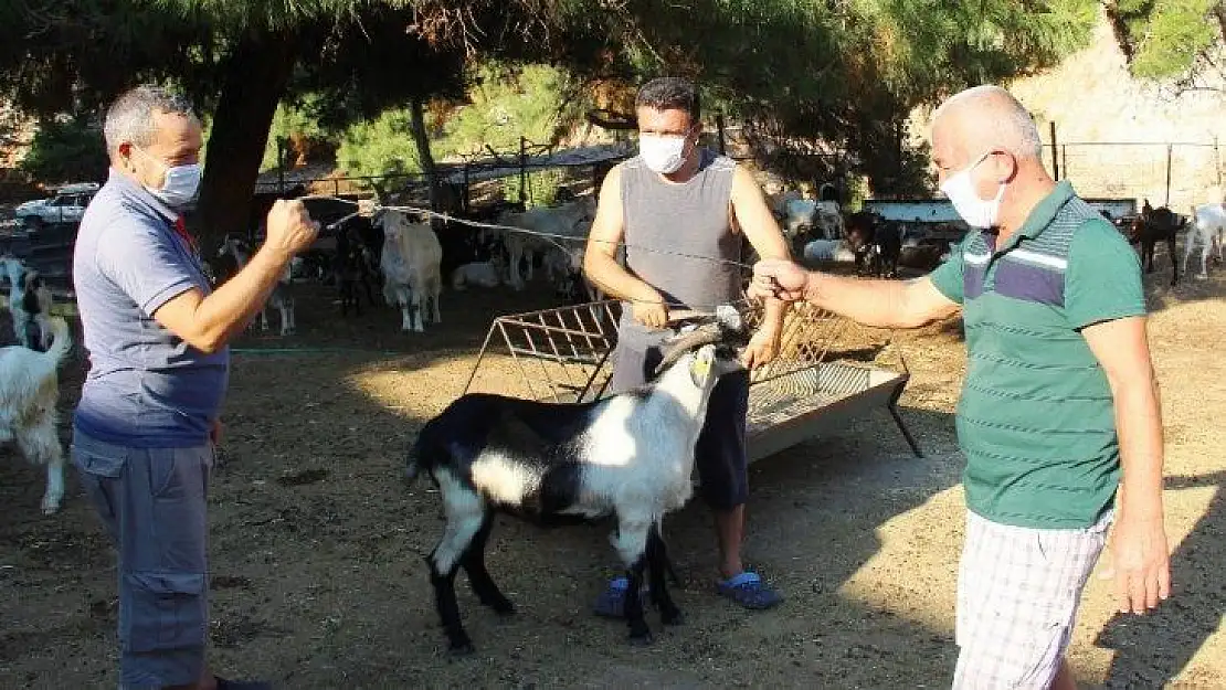 Kurban pazarlığında tokalaşma devri bitti, iple pazarlık başladı