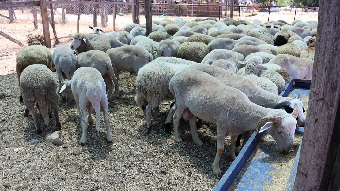 Kurbanlıklar Görücüye Çıktı 