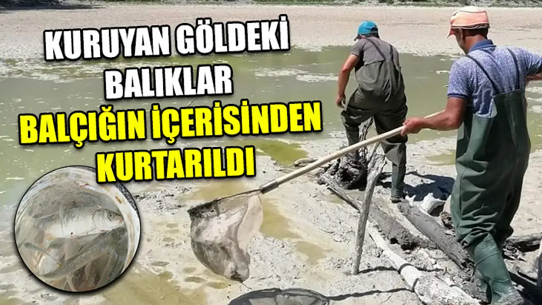 Kuruyan Göldeki Balıklar Balçığın İçerisinden Kurtarıldı