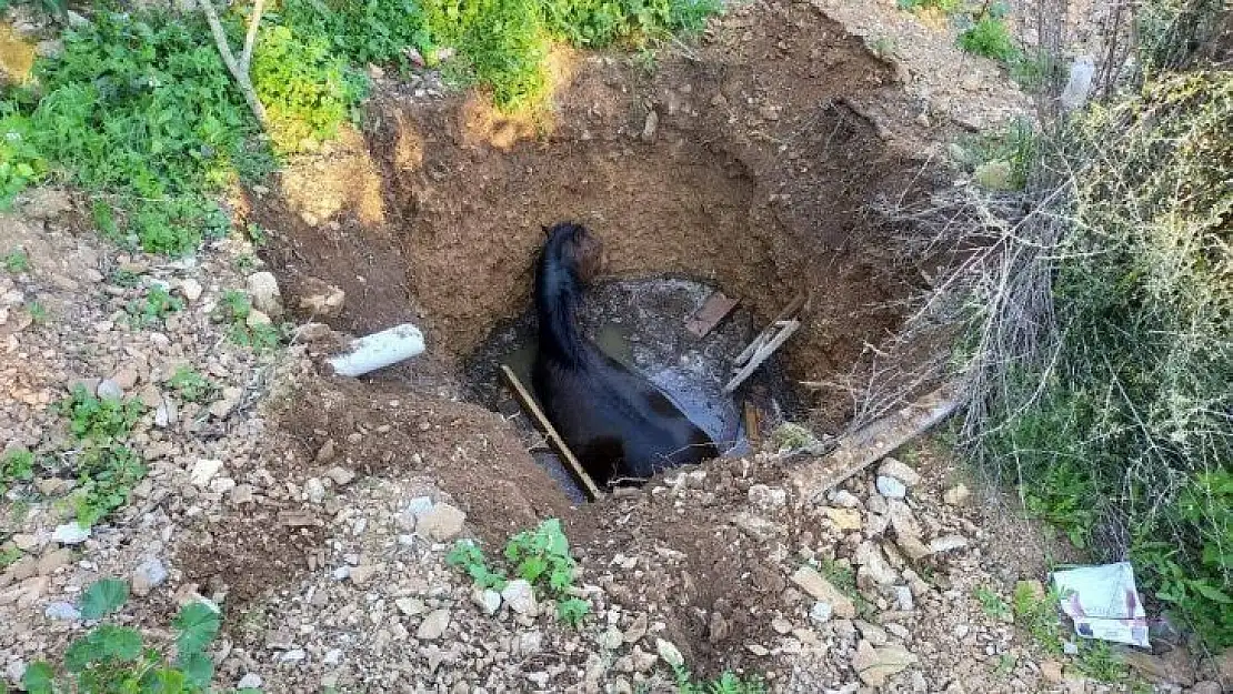 Kuyuya bakan vatandaşlar gördükleri manzara karşısında şok oldu