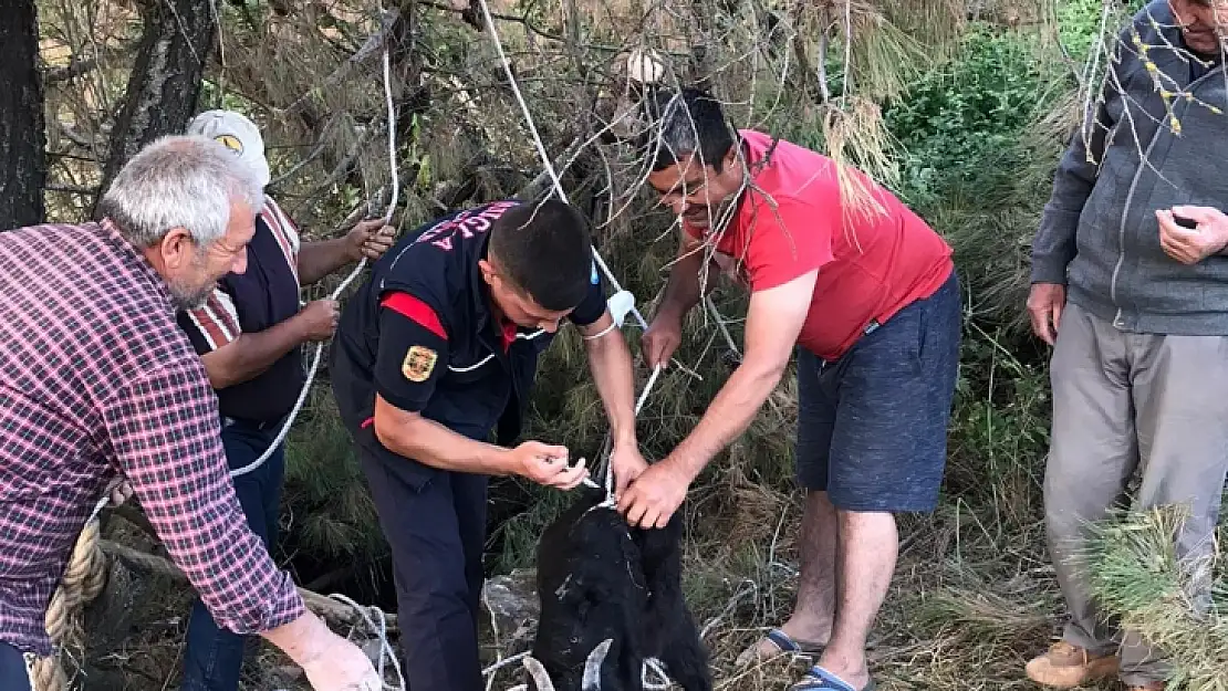 Kuyuya düşen keçiler kurtarıldı