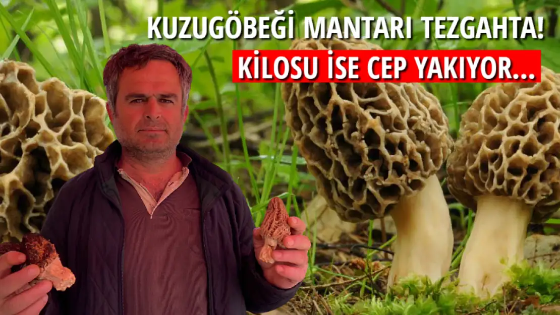 Kuzugöbeği mantarı tezgâhta! Kilosu ise cep yakıyor