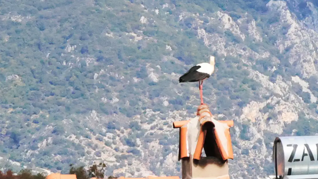 Muğla'da Leylek sayısı artmaya devam ediyor