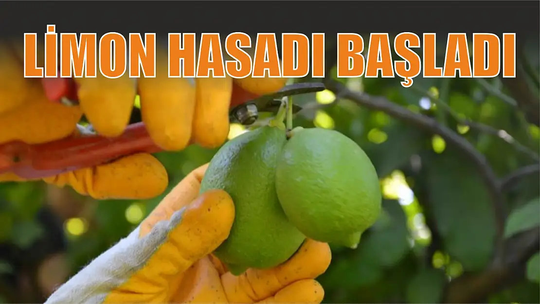 Limon hasadı başladı