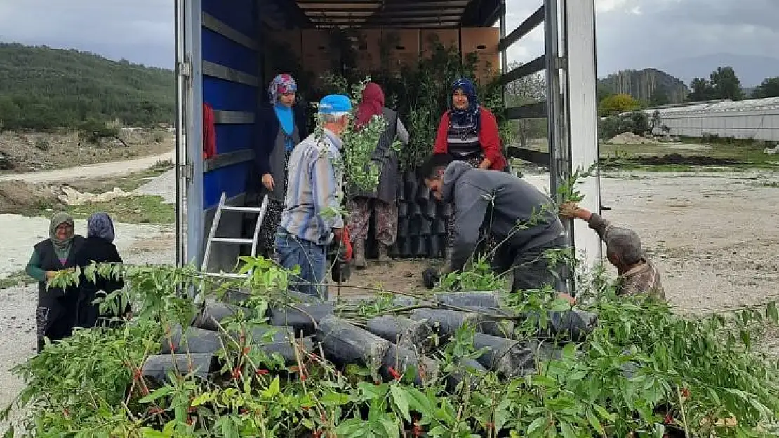 Manisa ve Muğla'dan Azerbaycan'a ceviz ve badem fidanı ihracatı