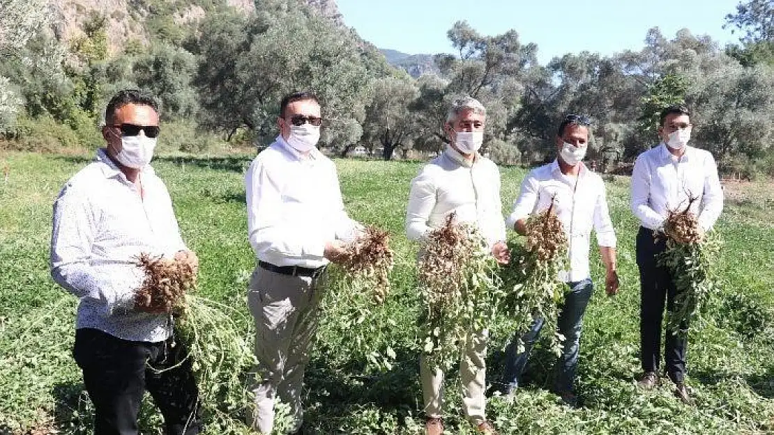 Marmaris Belediyesi ilk yerfıstığı hasadını yaptı