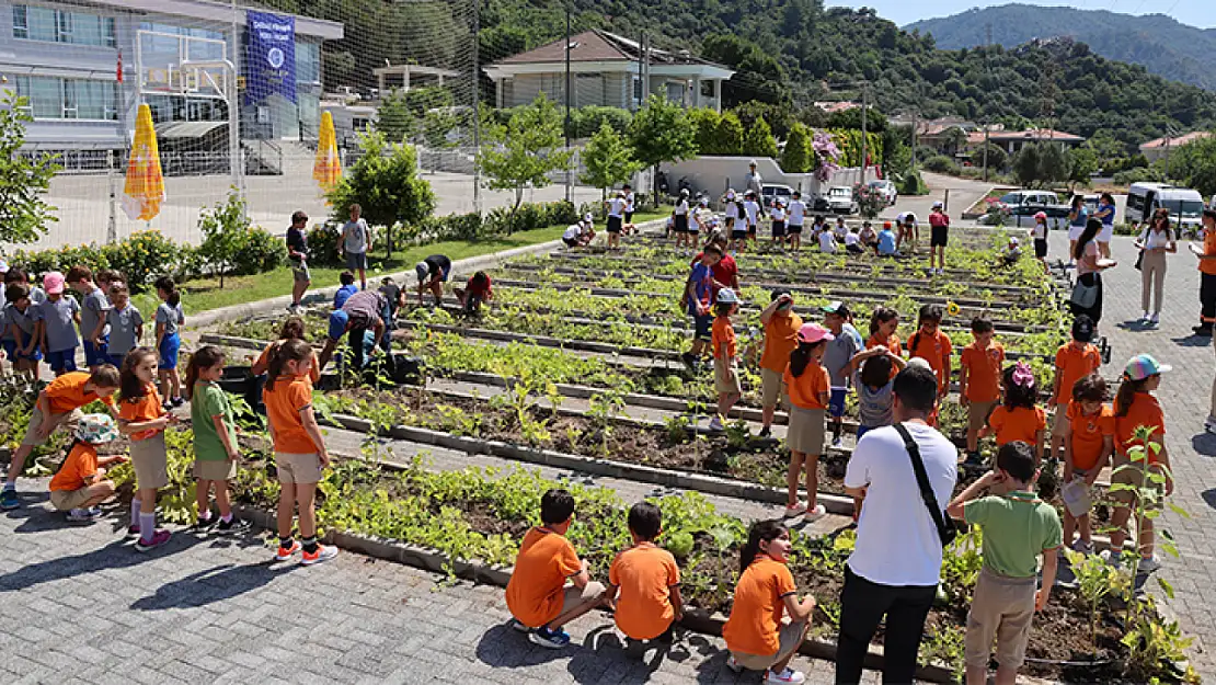 Marmaris'te Başkan Ünlü Ve Çocuklardan Son Hasat