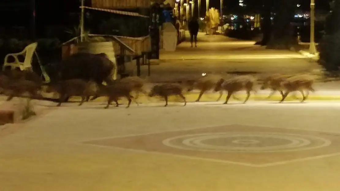 Marmaris'te domuzlar sahile indi, yiyecek aradı