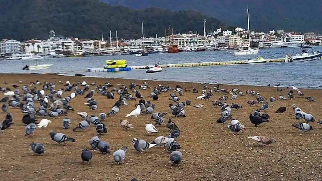 Marmaris'te sahilin keyfini bu defa güvercinler çıkardı