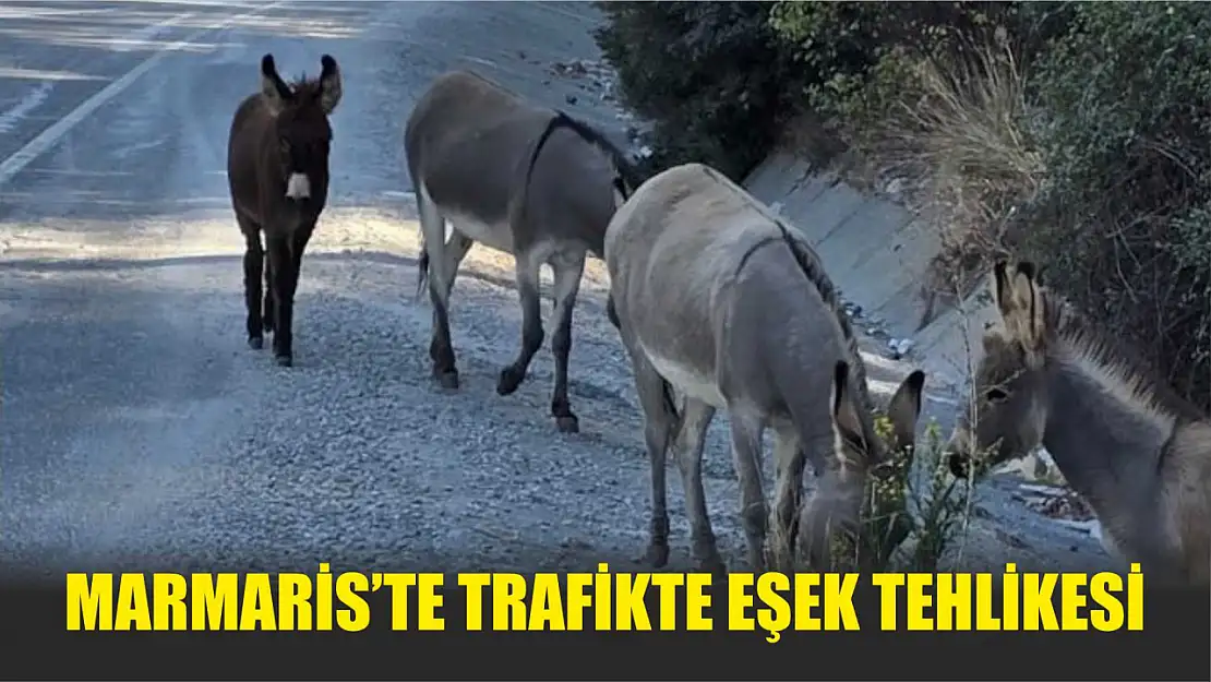 Marmaris'te trafikte eşek tehlikesi