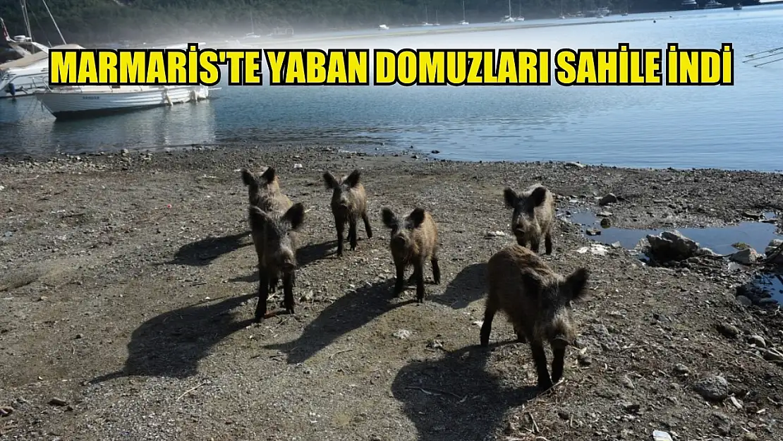 Marmaris'te yaban domuzları sahile indi