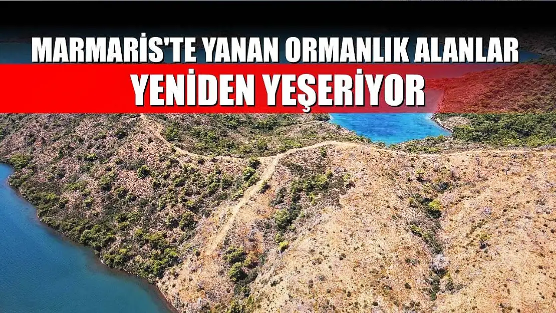 Marmaris'te yanan ormanlık alanlar yeniden yeşeriyor