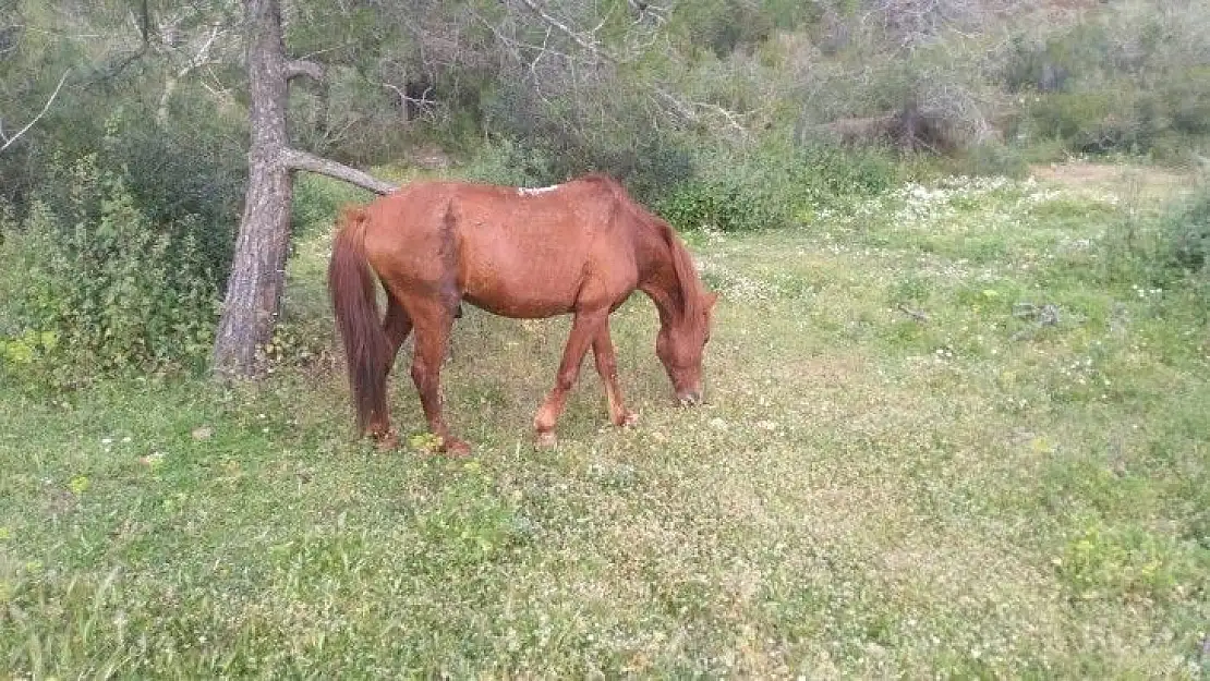 Marmaris'te yaralı atın tedavisi tamamlandı