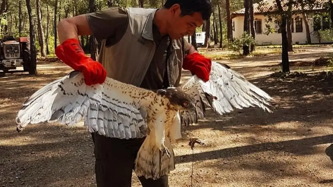 Marmaris'te Yılan Kartalı doğaya salındı