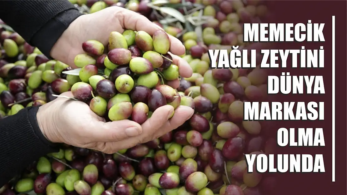 Memecik Yağlı Zeytini Dünya markası olma yolunda