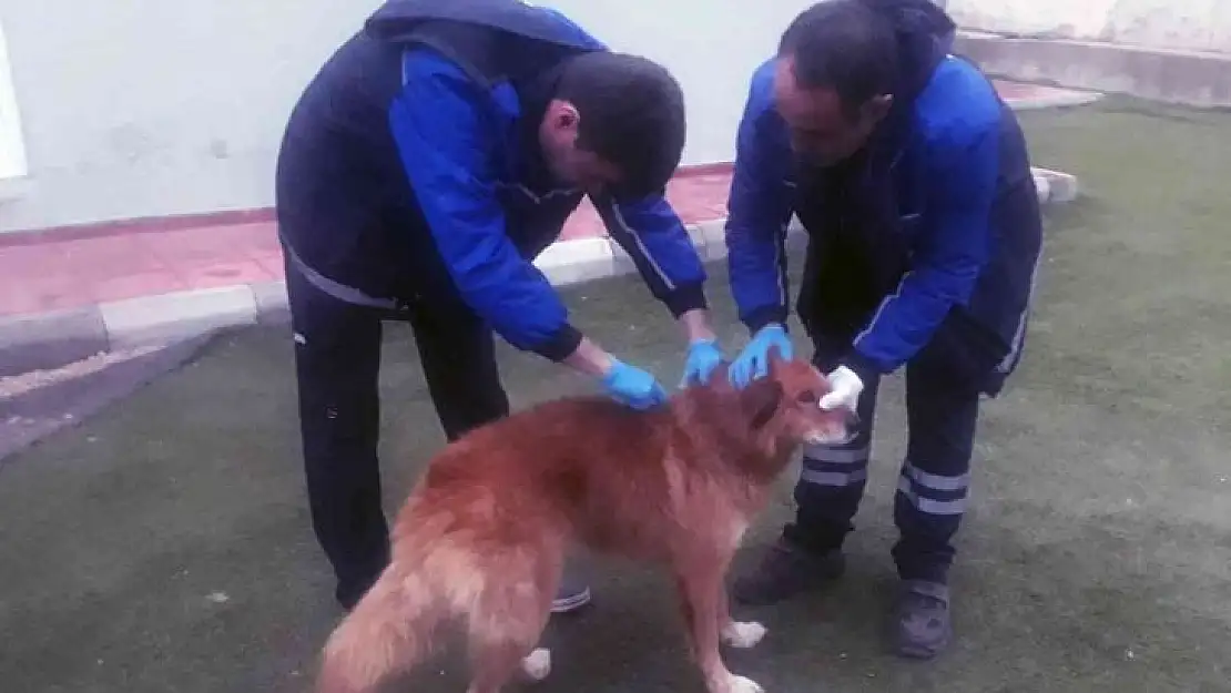 MENTEŞE BELEDİYESİ EKİPLERİ KAYALIKLARDA MAHSUR KALAN KÖPEĞİ KURTARDI