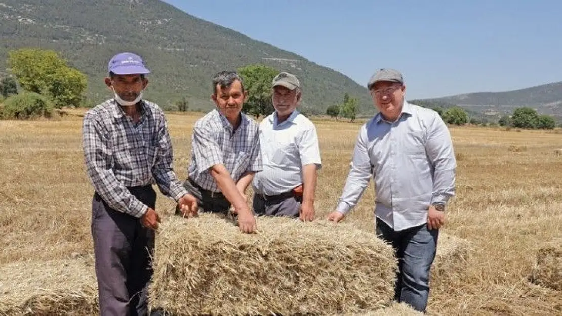 Menteşe'de 'Karakılçık' hasadı başladı