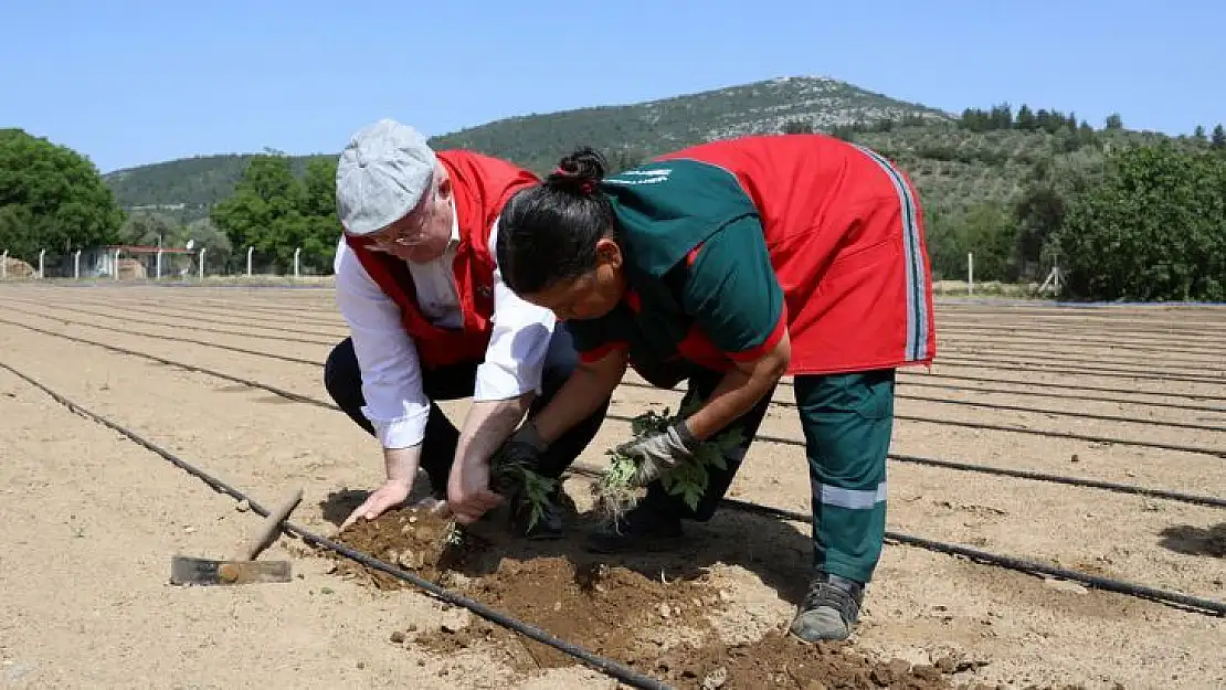 Menteşe'de 25 bin fidan toprakla buluştu