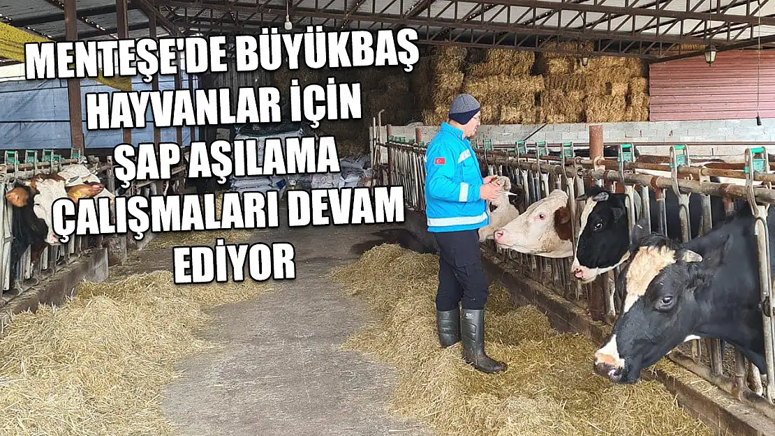 Menteşe'de büyükbaş hayvanlar için şap aşılama çalışmaları devam ediyor