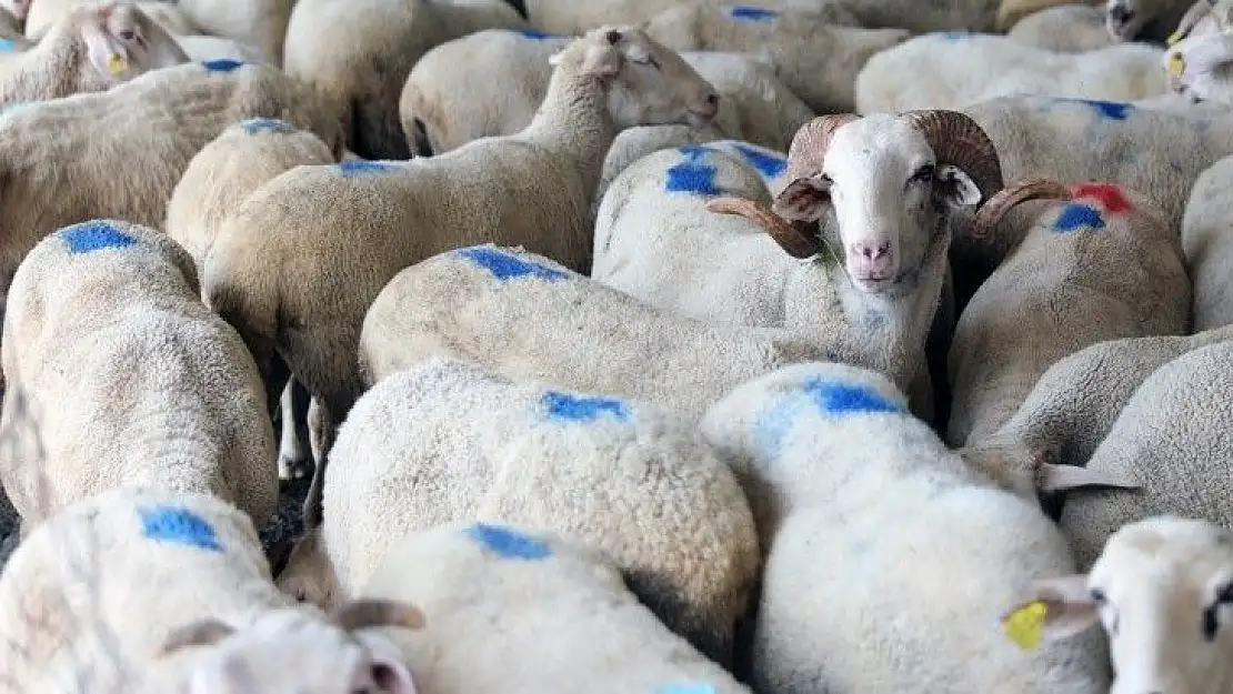 Menteşe'de Kurban satış ve kesim yerleri belirlendi