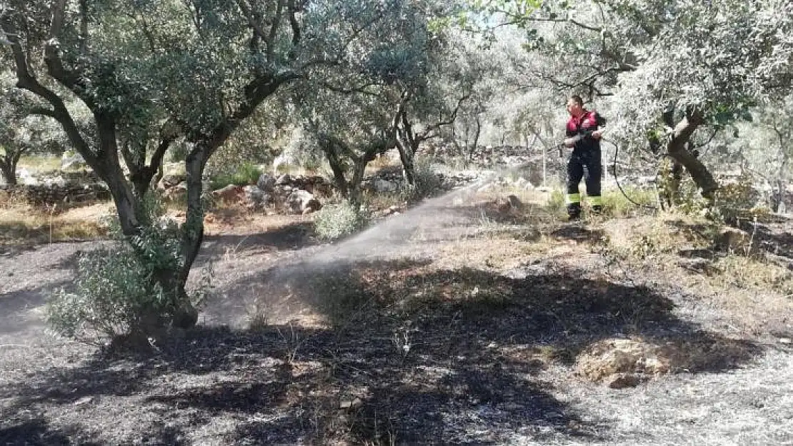 Menteşe'de zeytinlik yangını