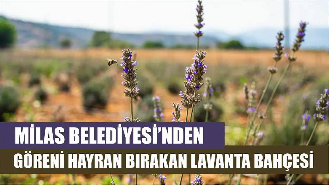 Milas Belediyesi'nden Göreni Hayran Bırakan Lavanta Bahçesi