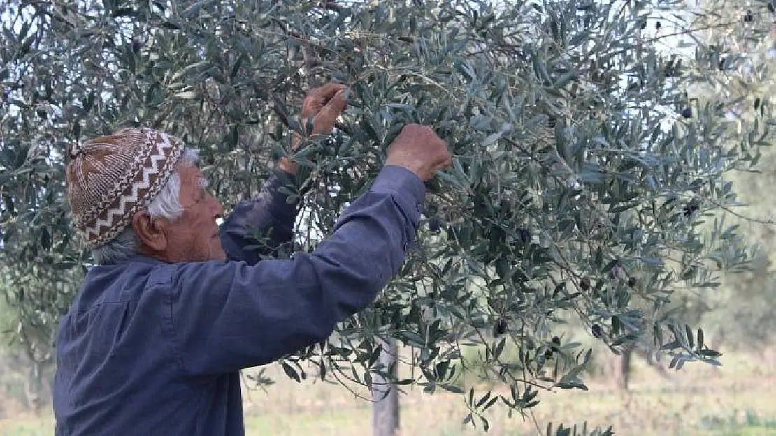 Milas Belediyesi'nden satılık yeni mahsul zeytinler