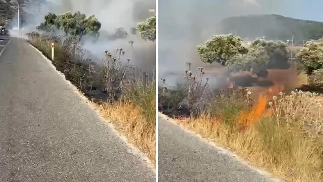 Milas-Bodrum karayolunda zeytinlik yangını