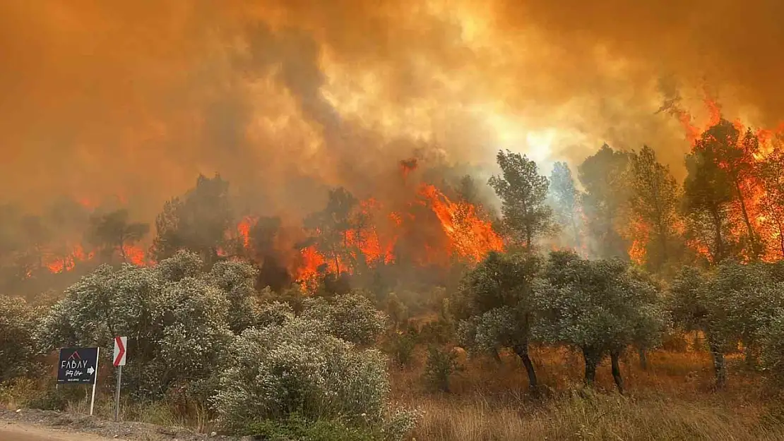 Milas'ta orman yangını başladı