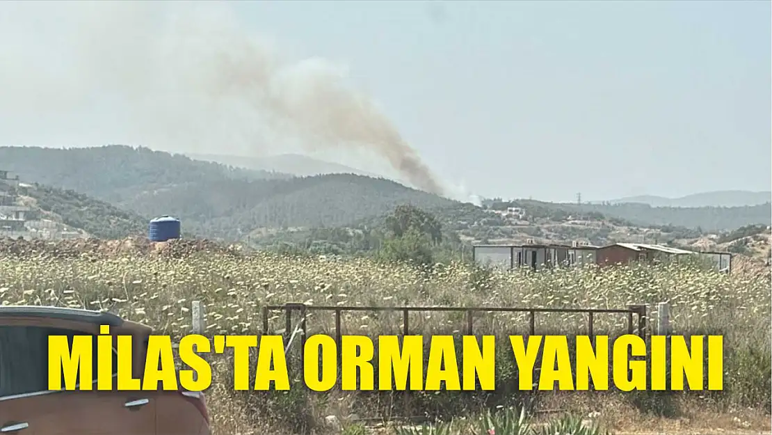 Milas'ta orman yangını