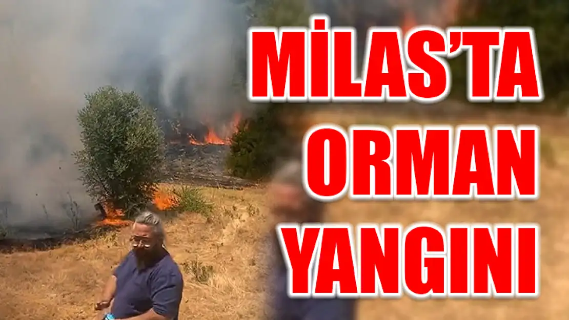 Milas'ta Orman Yangını