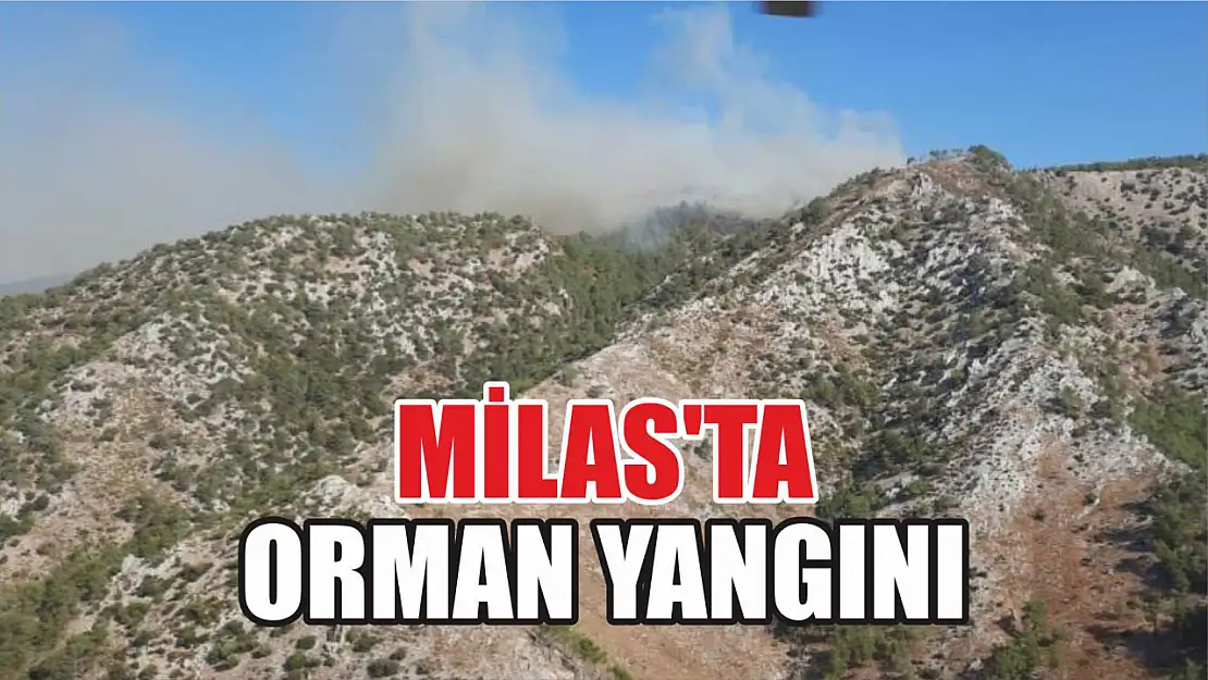 Milas'ta orman yangını