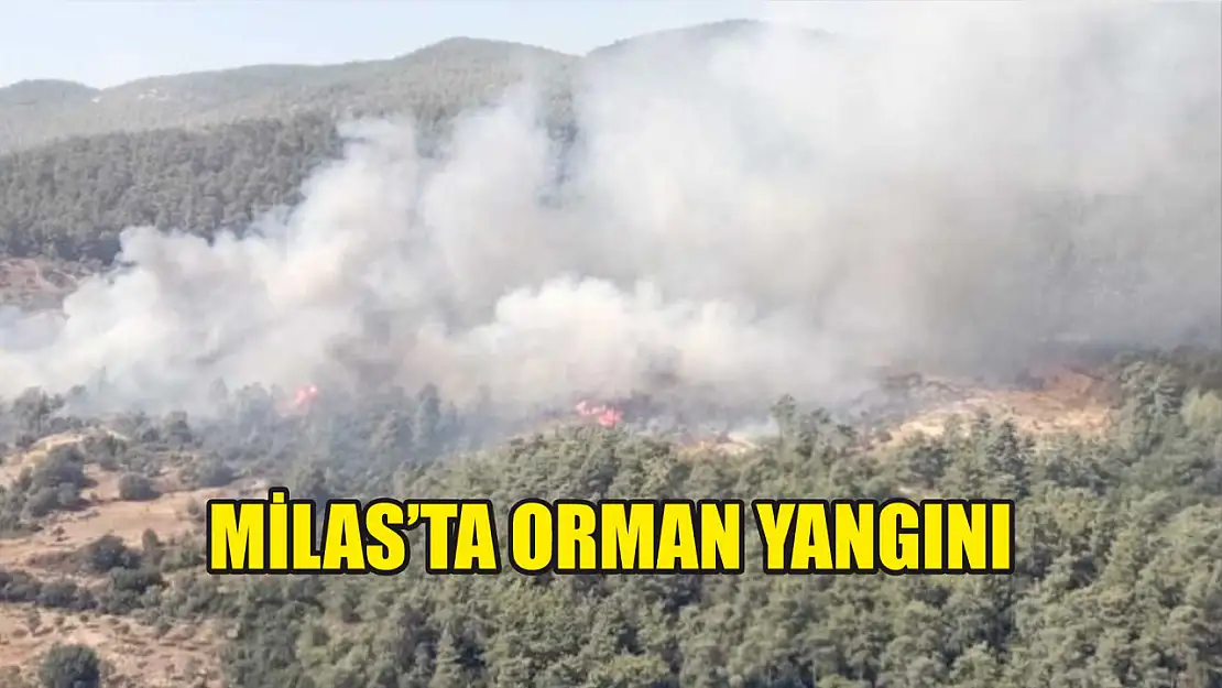 Milas'ta orman yangını