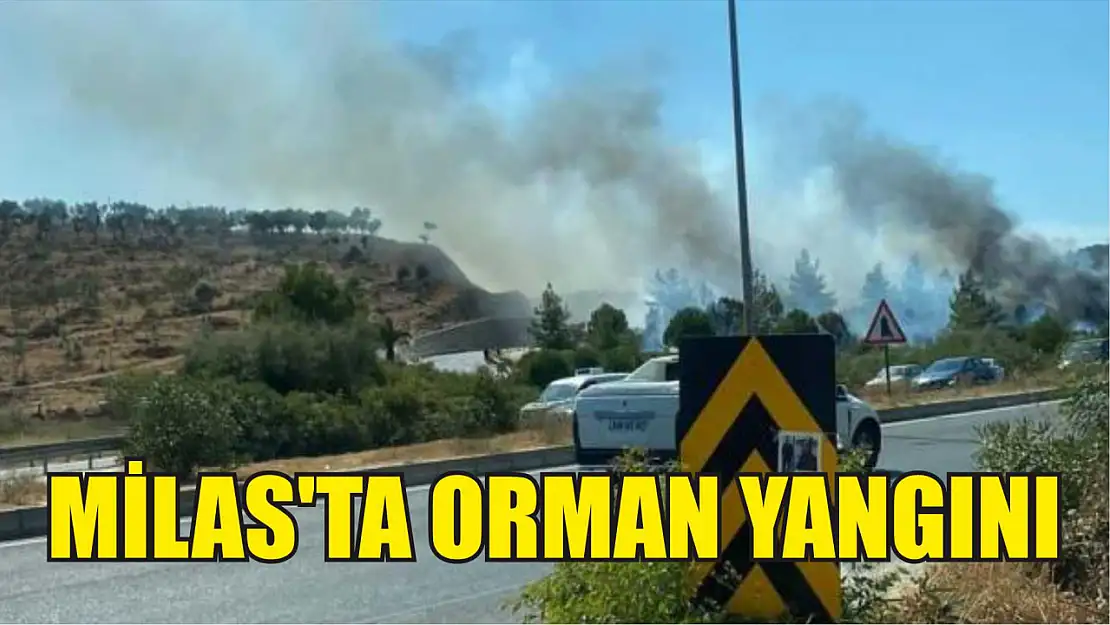 Milas'ta orman yangını