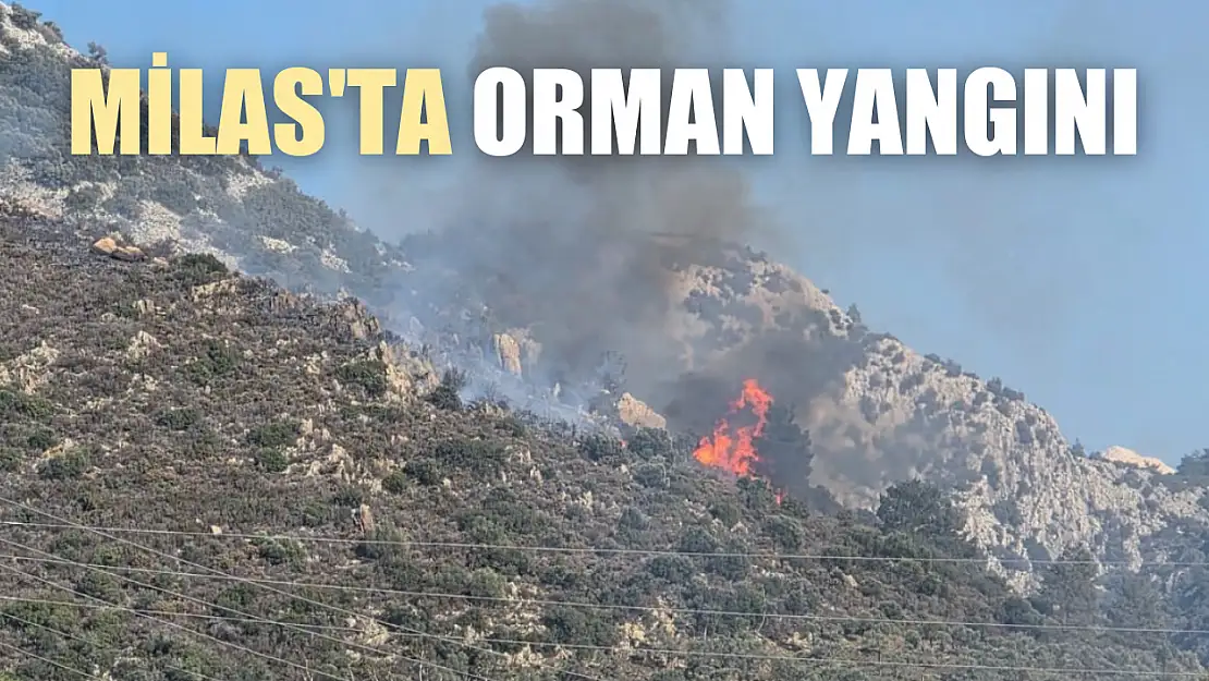 Milas'ta orman yangını