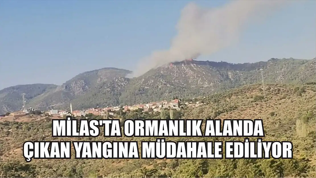 Milas'ta ormanlık alanda çıkan yangına müdahale ediliyor