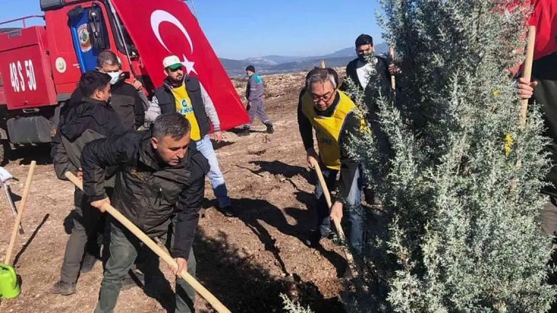 Milas'ta Türk-Kore dostluk ormanı