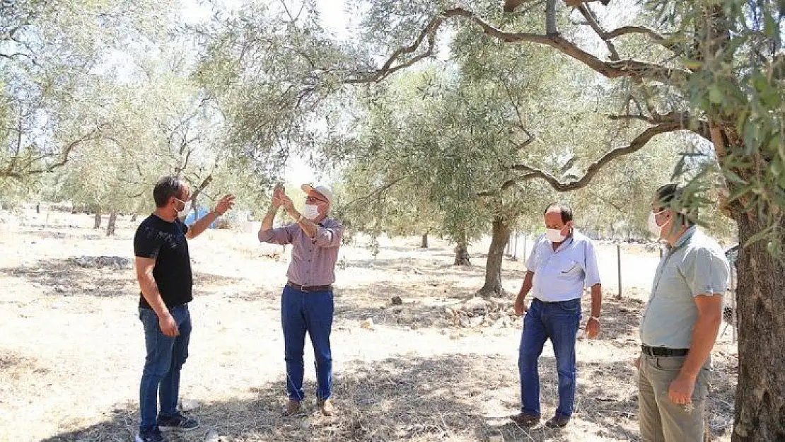 Milas'ta zeytin üreticileri halkalı leke hastalığına karşı bilgilendirildi