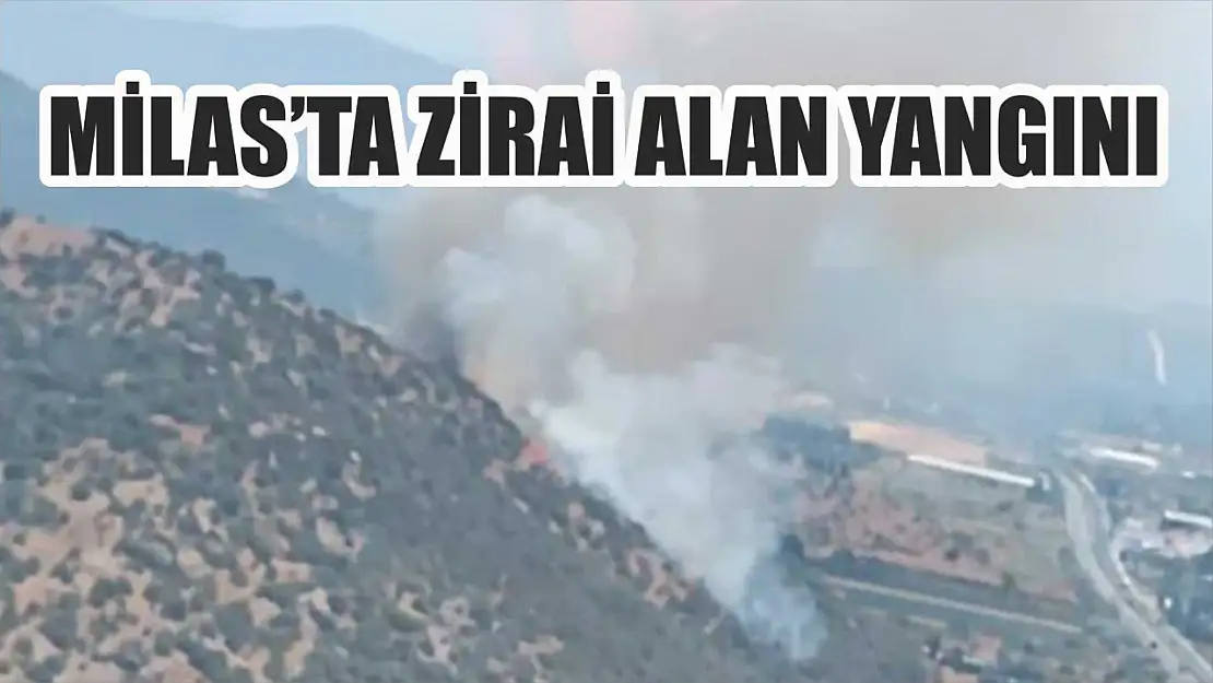 Milas'ta zirai alan yangını