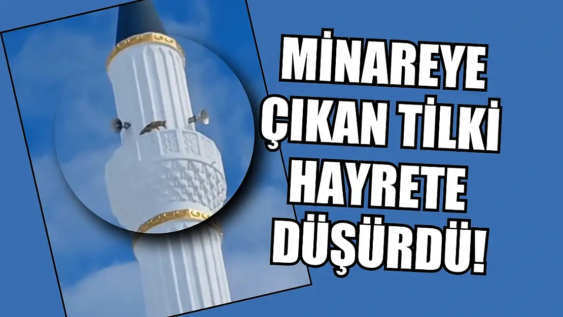 Minareye çıkan tilki hayrete düşürdü