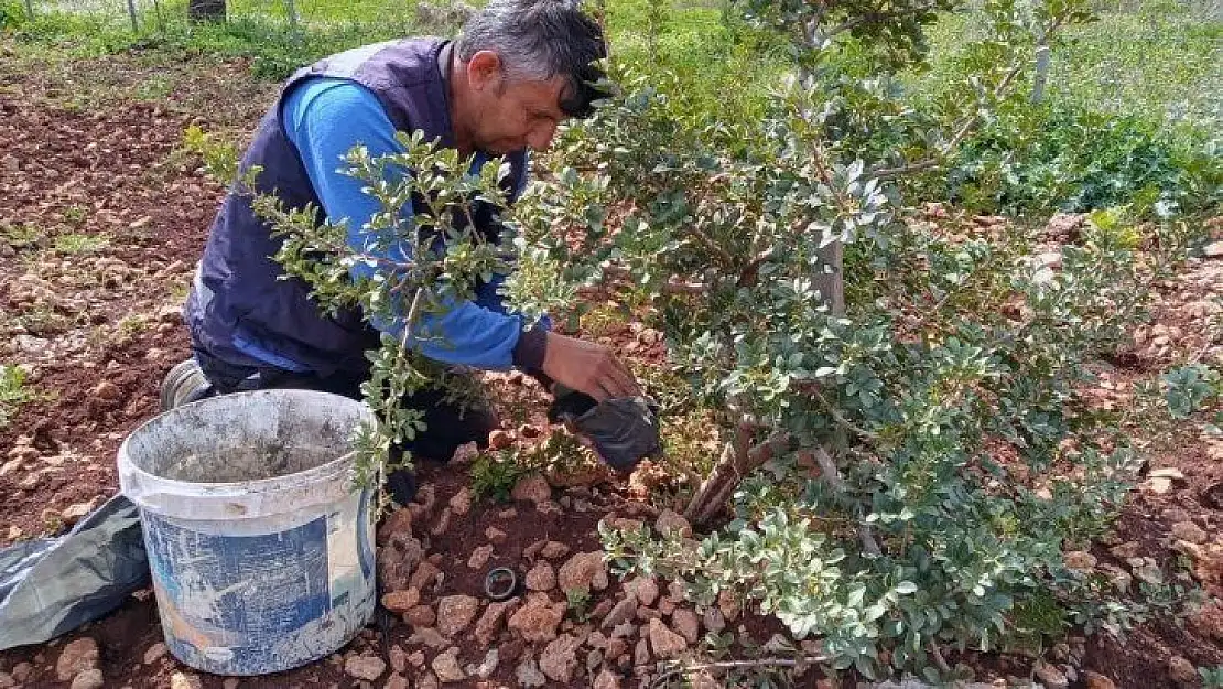 Muğla Büyükşehir Sakız fidanı üretiyor