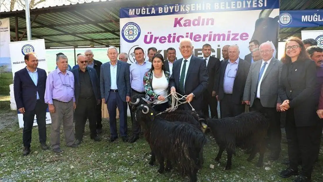 Muğla Büyükşehirden kadın üreticilere 'Kıl Keçisi' desteği