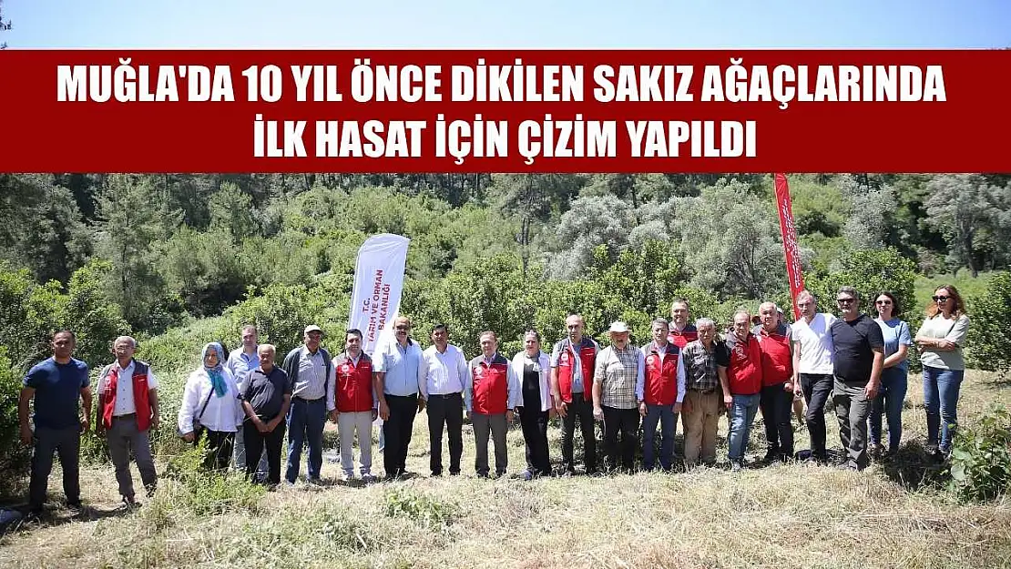 Muğla'da 10 yıl önce dikilen sakız ağaçlarında ilk hasat için çizim yapıldı