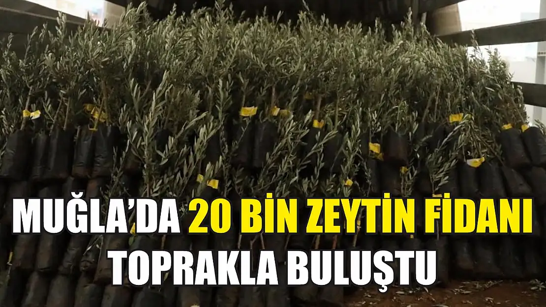 Muğla'da 20 bin zeytin fidanı toprakla buluştu