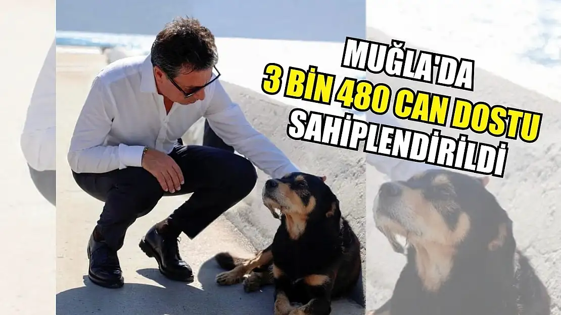 Muğla'da 3 bin 480 can dostu sahiplendirildi