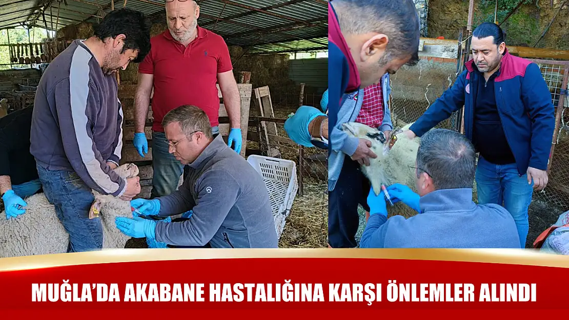 Muğla'da akabane hastalığına karşı önlemler alındı