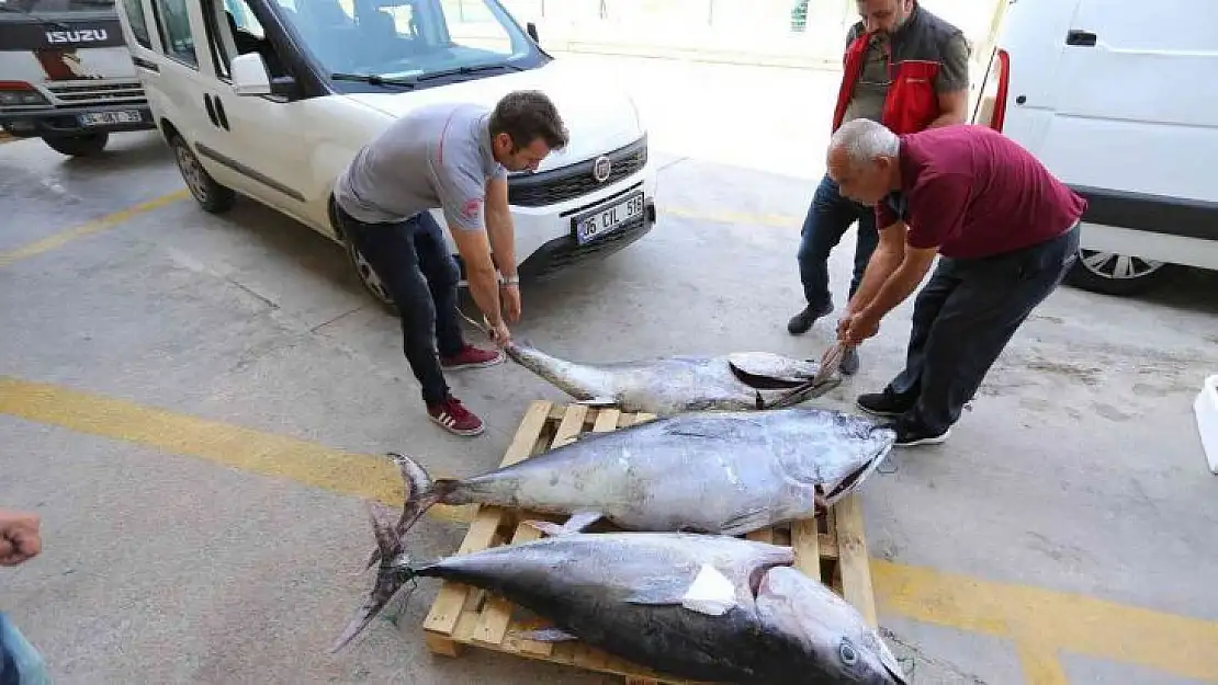 MUĞLA'DA AVLANMASI YASAK OLAN 3 ADET MAVİ YÜZGEÇLİ ORKİNOS BALIĞI ELE GEÇİRİLDİ