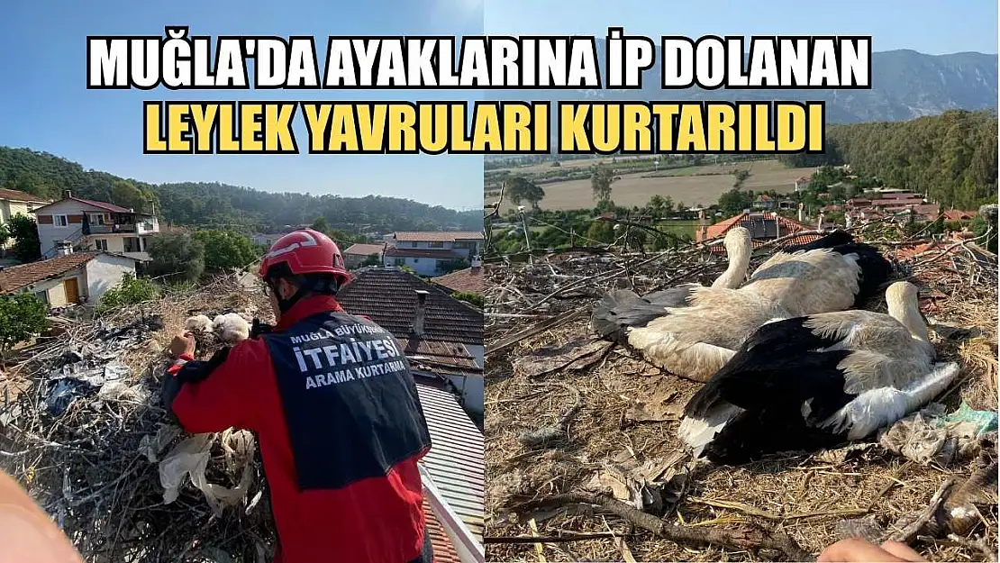 Muğla'da ayaklarına ip dolanan leylek yavruları kurtarıldı
