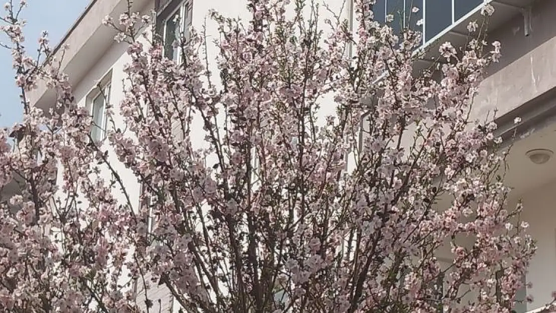 MUĞLA'DA BADEM AĞAÇLARI ÇİÇEK AÇTI