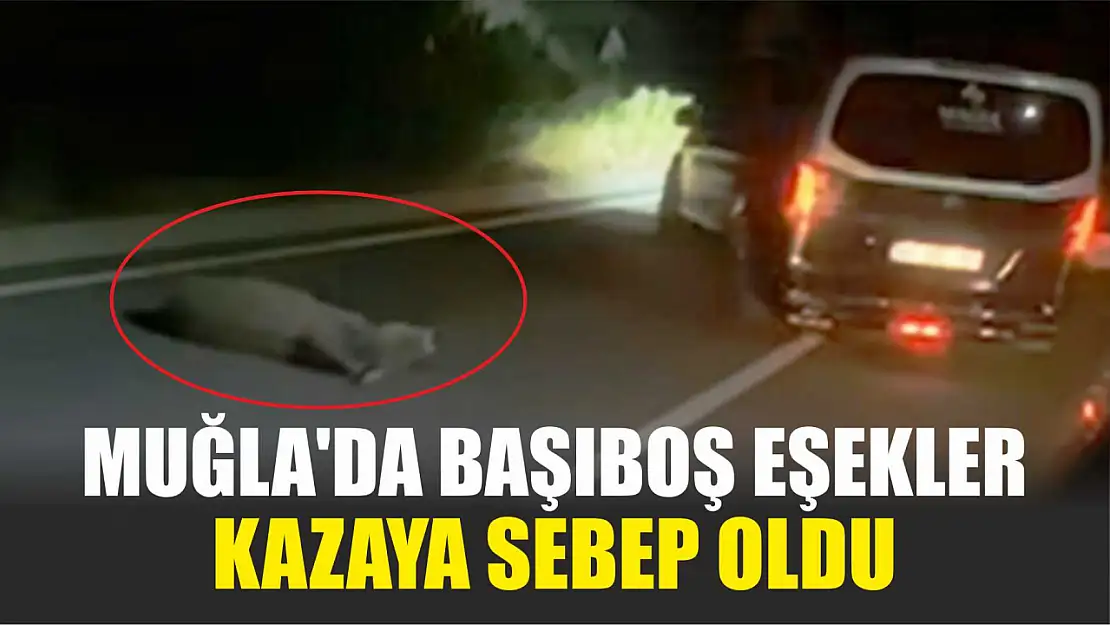 Muğla'da başıboş eşekler kazaya sebep oldu